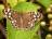 Blog: Precies die vlinder (Palliatieve zorg)