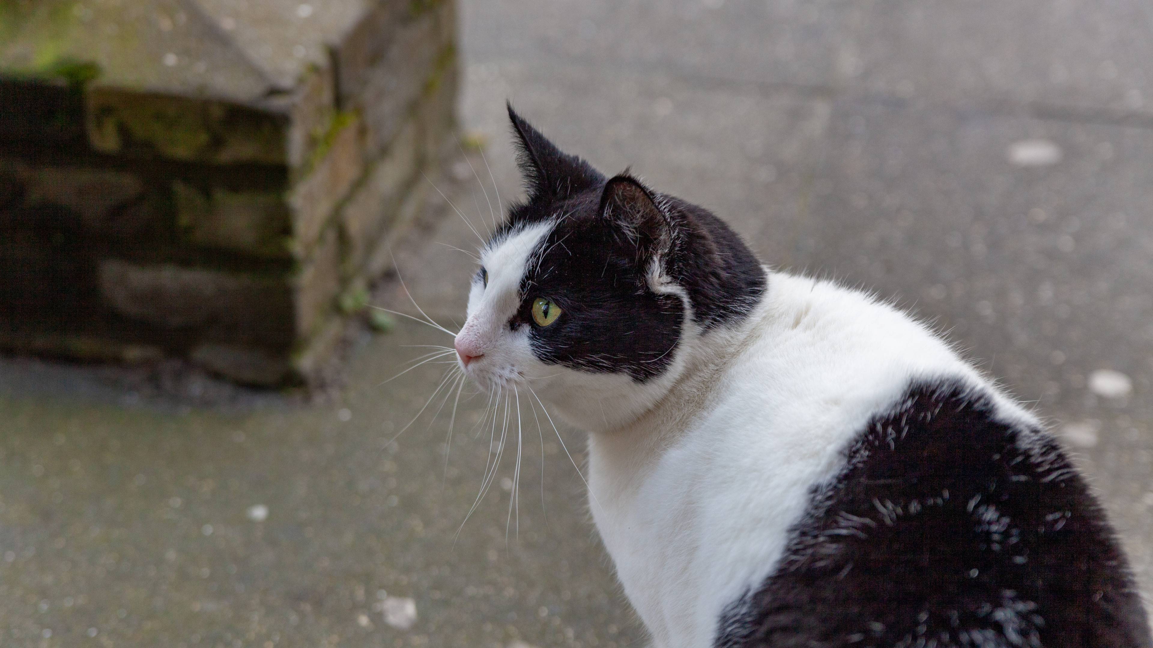 Blog: Och de kat… (Dementie)