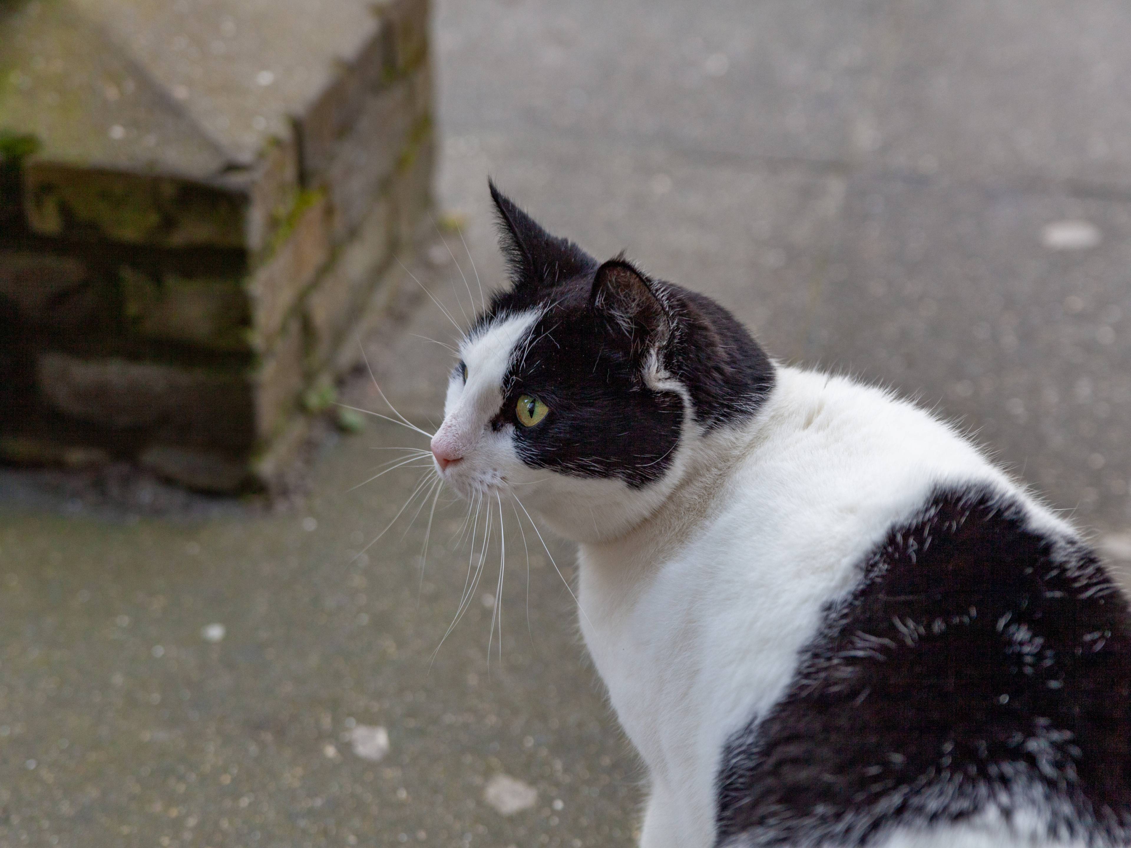 Blog: Och de kat… (Dementie)